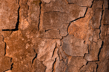 close up of tree bark
