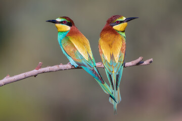 Abejaruco, bee-eater