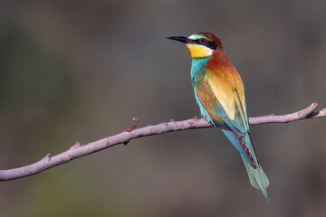 Abejaruco, bee-eater