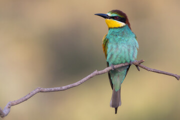 Abejaruco, bee-eater
