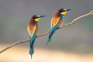 Abejaruco, bee-eater