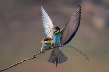 Abejaruco, bee-eater