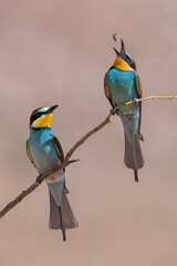 Abejaruco, bee-eater