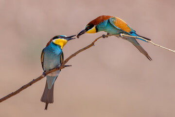 Abejaruco, bee-eater
