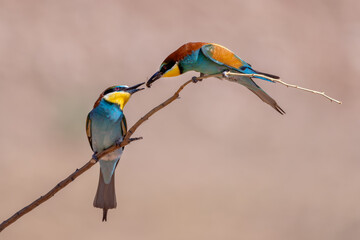abejaruco, merops apiaster, colorfull