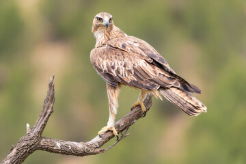 Aquila adalberti, Aguila azor perdicera