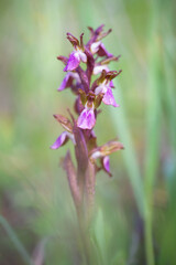 Obraz premium Orquídea, flor, planta