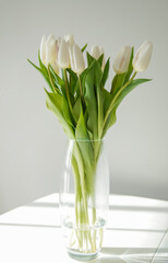 white tulips in vase. bouquet of white tulips