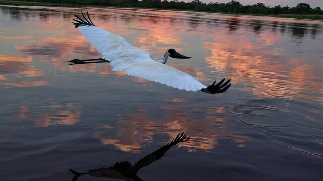 A serene video captures a bird in flight over a reflective lake at sunset, shot from a low angle, highlighting the tranquil natural setting.