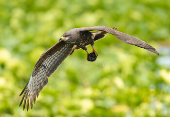 Everglades Snail Kite with an Apple Snail. 