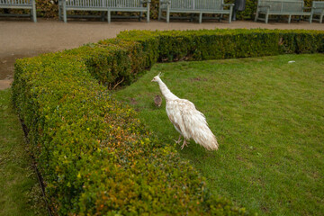 Beautiful white peacock with her chick walks on the ground in the park. High quality photo