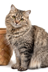 A cute tabby cat is sitting near a basket.