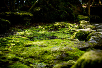 侘び寂びの美学 – 静かに広がる緑の絨毯
