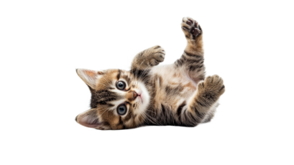 Playful tabby kitten rolling on its back indoors