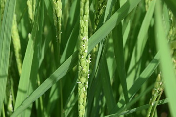 白く小さい イネの花