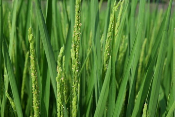 白く小さい イネの花
