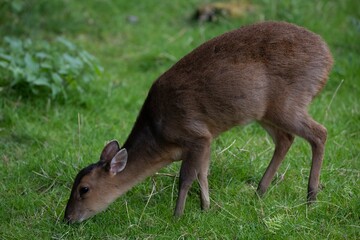 Reeves's Muntjac (Muntiacus reevesi), also known as the Chinese Muntjac.