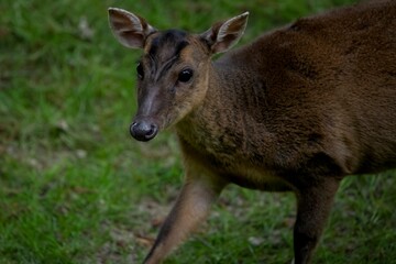 Reeves's Muntjac (Muntiacus reevesi), also known as the Chinese Muntjac.