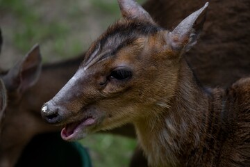 Reeves's Muntjac (Muntiacus reevesi), also known as the Chinese Muntjac.