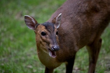 Reeves's Muntjac (Muntiacus reevesi), also known as the Chinese Muntjac.