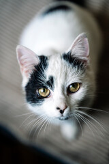 Cat looking forward. Domestic cat eyes portrait