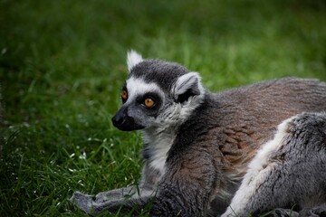 The Ring-Tailed Lemur (Lemur catta).