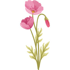 A cluster of poppy flowers showing various stages of bloom