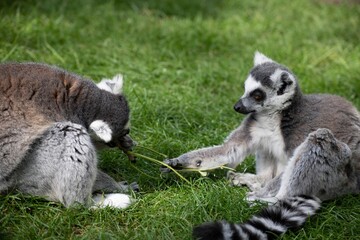 The Ring-Tailed Lemur (Lemur catta).