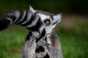 The Ring-Tailed Lemur (Lemur catta).