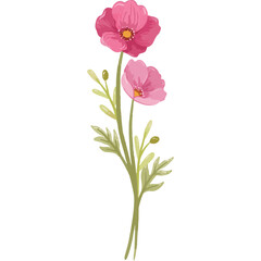 A cluster of poppy flowers showing various stages of bloom
