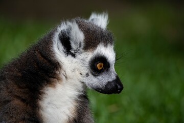 The Ring-Tailed Lemur (Lemur catta).