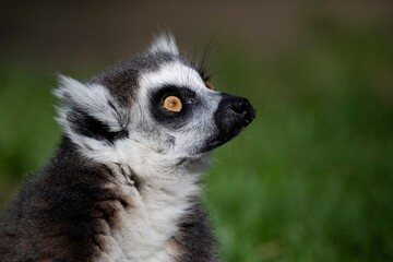 The Ring-Tailed Lemur (Lemur catta).