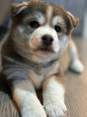 una perrita muy linda - obrazy, fototapety, plakaty