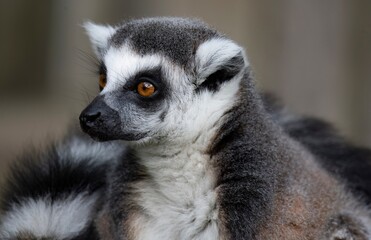 The Ring-Tailed Lemur (Lemur catta).