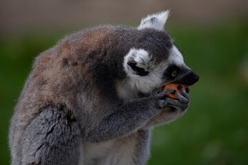 The Ring-Tailed Lemur (Lemur catta).