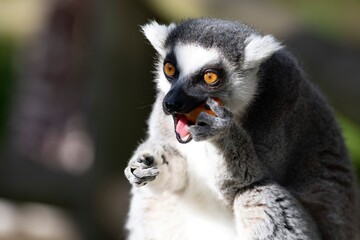 Obraz premium The Ring-Tailed Lemur (Lemur catta).