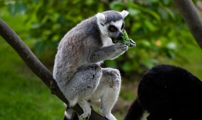 The Ring-Tailed Lemur (Lemur catta).
