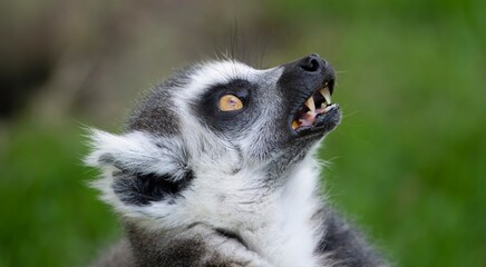The Ring-Tailed Lemur (Lemur catta).