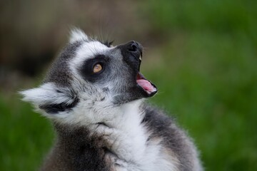 The Ring-Tailed Lemur (Lemur catta).