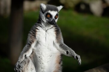 The Ring-Tailed Lemur (Lemur catta).