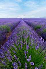 lavender field on a sunny day