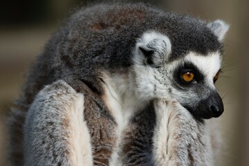 The Ring-Tailed Lemur (Lemur catta).