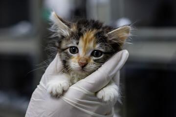 A veterinarian wearing gloves carefully holds a small stray kitten in a veterinary clinic. The...