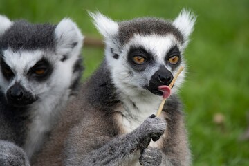 Obraz premium The Ring-Tailed Lemur (Lemur catta).