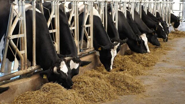 Group of black-and-white milk cows eating feed while standing in row in modern barn on the farm. 