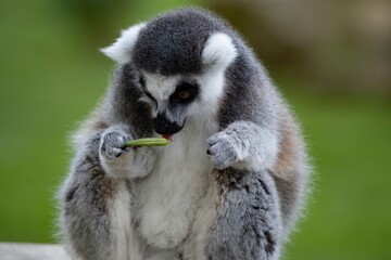 The Ring-Tailed Lemur (Lemur catta).