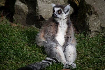 The Ring-Tailed Lemur (Lemur catta).