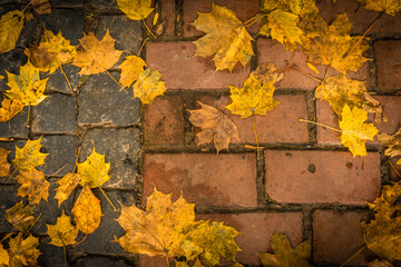 autumn leaves background