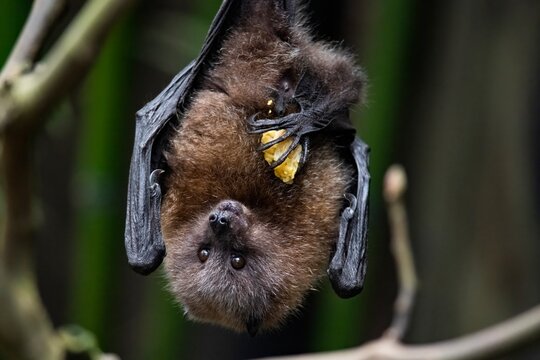The Rodrigues flying fox or Rodrigues fruit bat (Pteropus rodricensis)