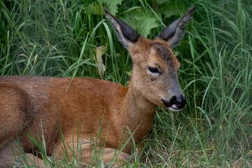 The Roe Deer (Capreolus capreolus), also known as the Roe, Western Roe Deer, or European Roe.